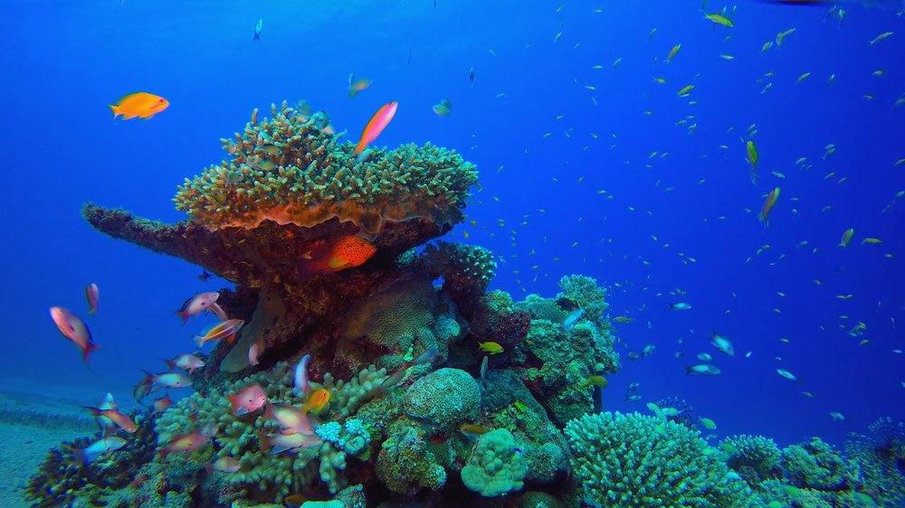 Underwater coral reef with various marine life forms, including fish.